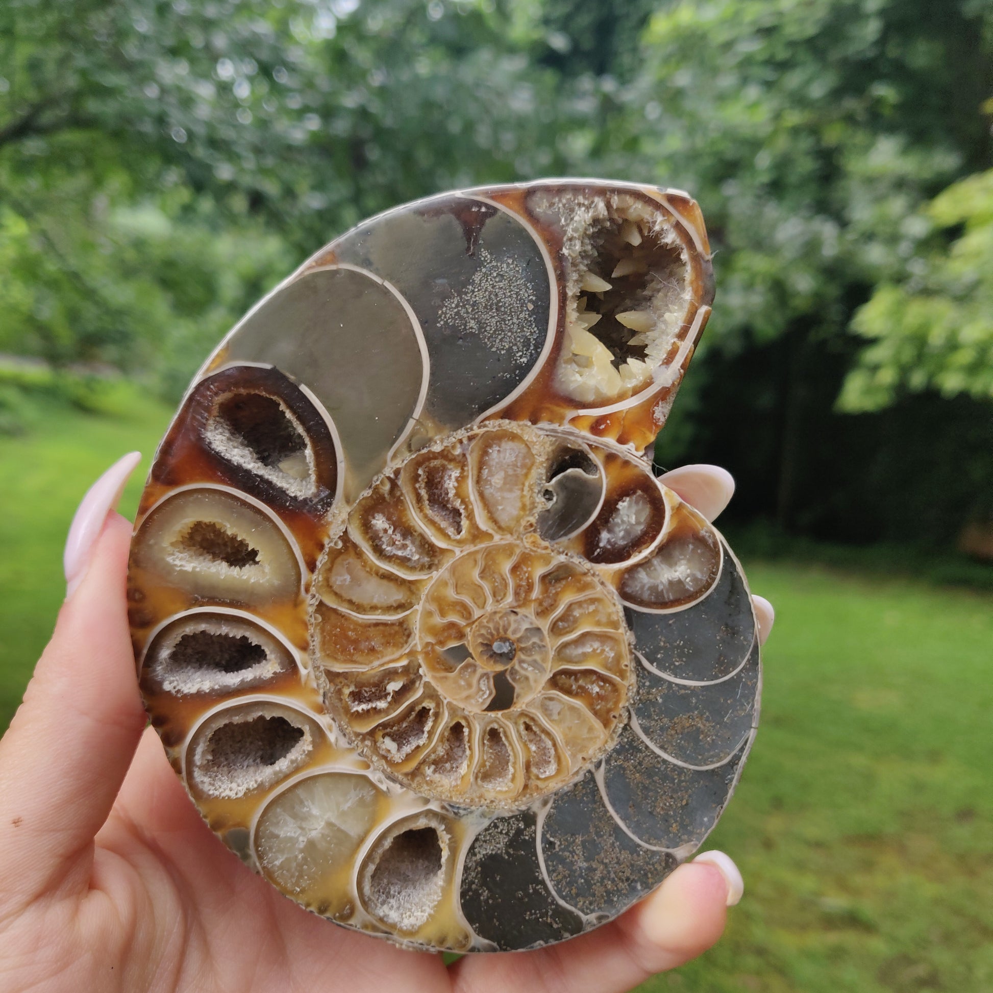 Ammonite Pair (#4) - Simply Affinity