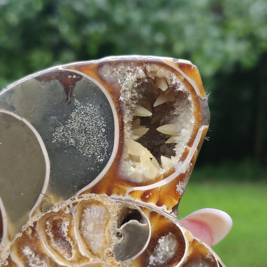 Ammonite Pair (#4) - Simply Affinity