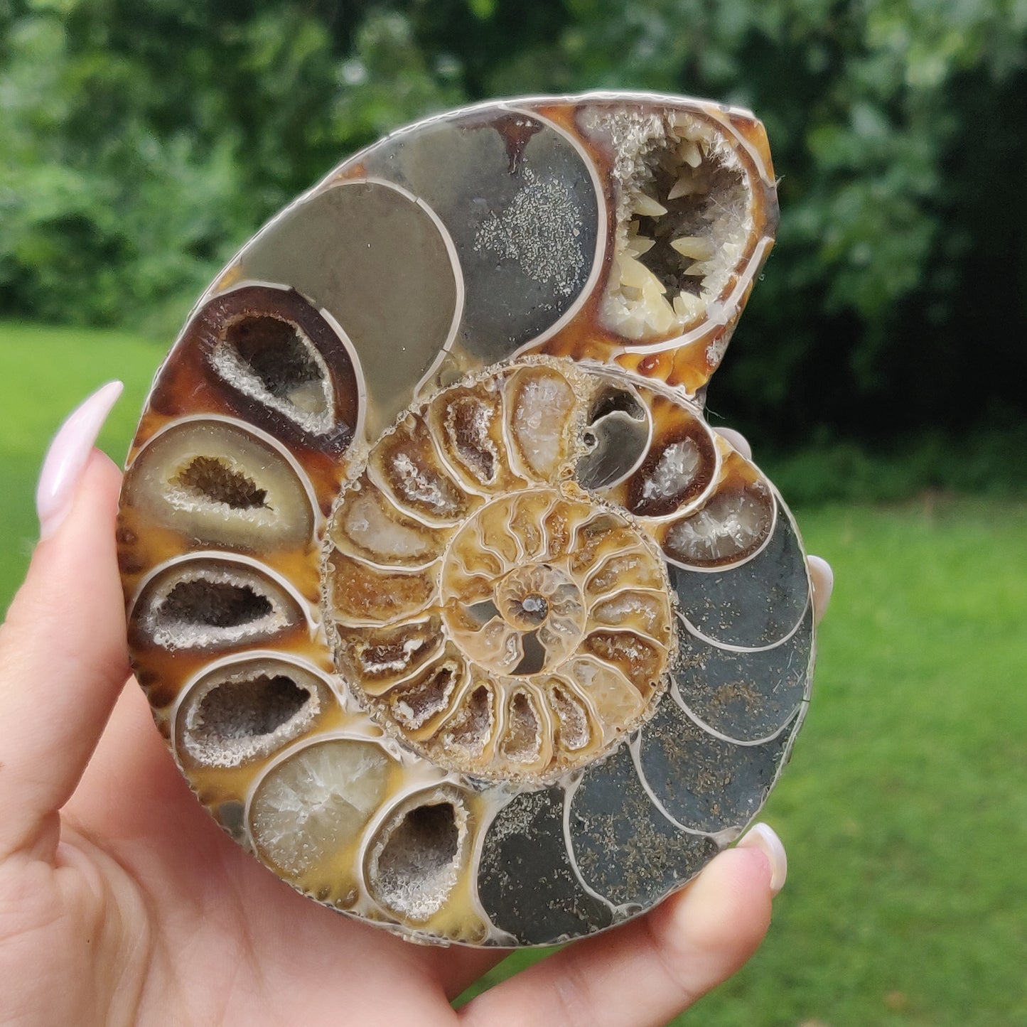 Ammonite Pair (#4) - Simply Affinity