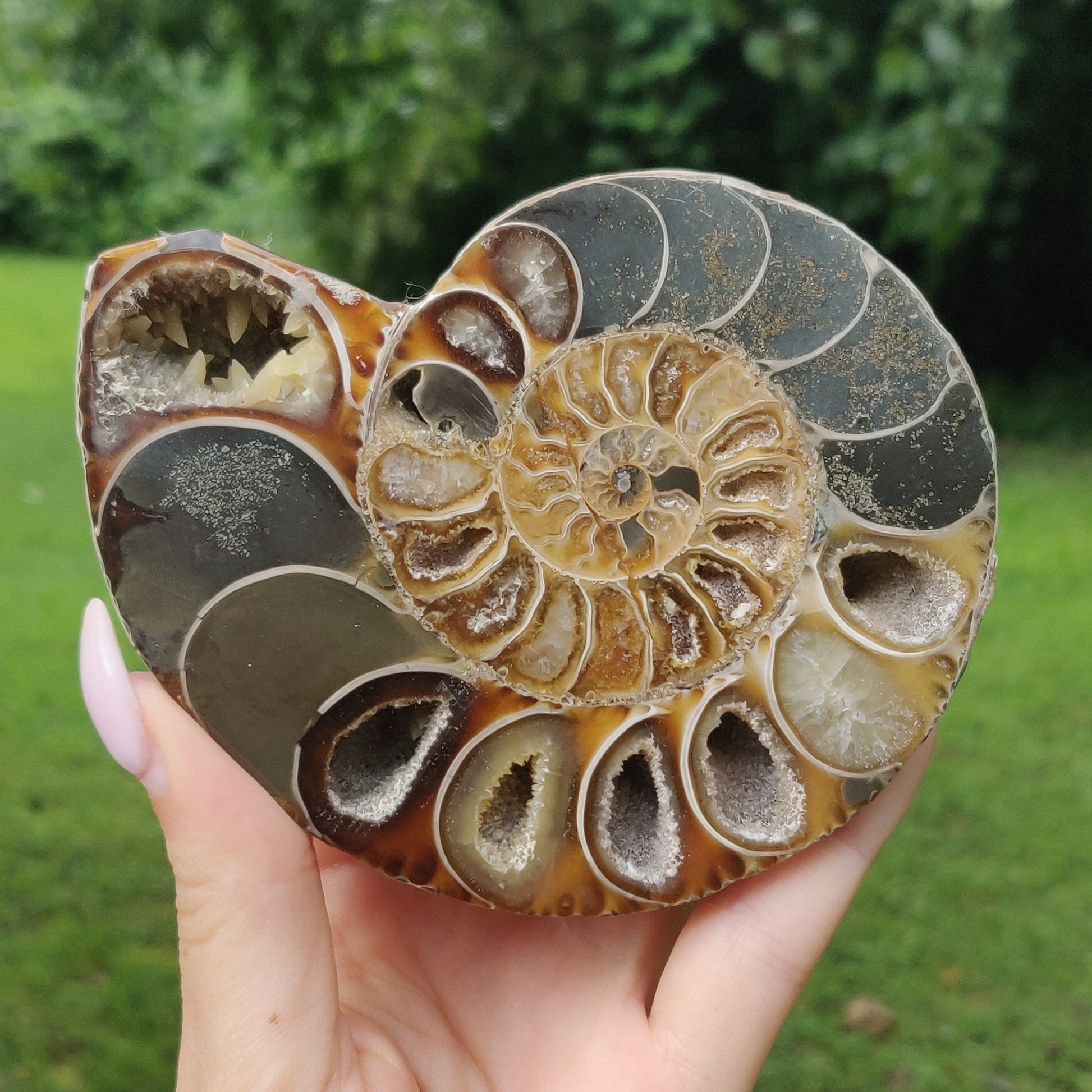 Ammonite Pair (#4) - Simply Affinity