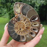 Ammonite Pair (#4) - Simply Affinity