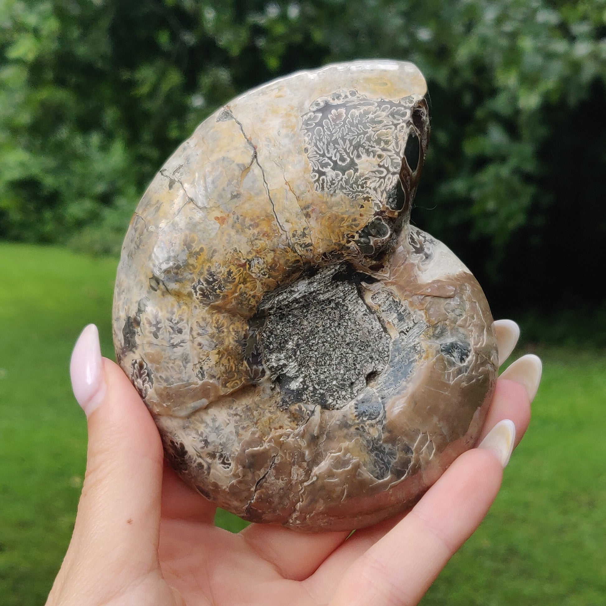 Ammonite Pair (#4) - Simply Affinity