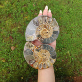 Ammonite Pair (#4) - Simply Affinity