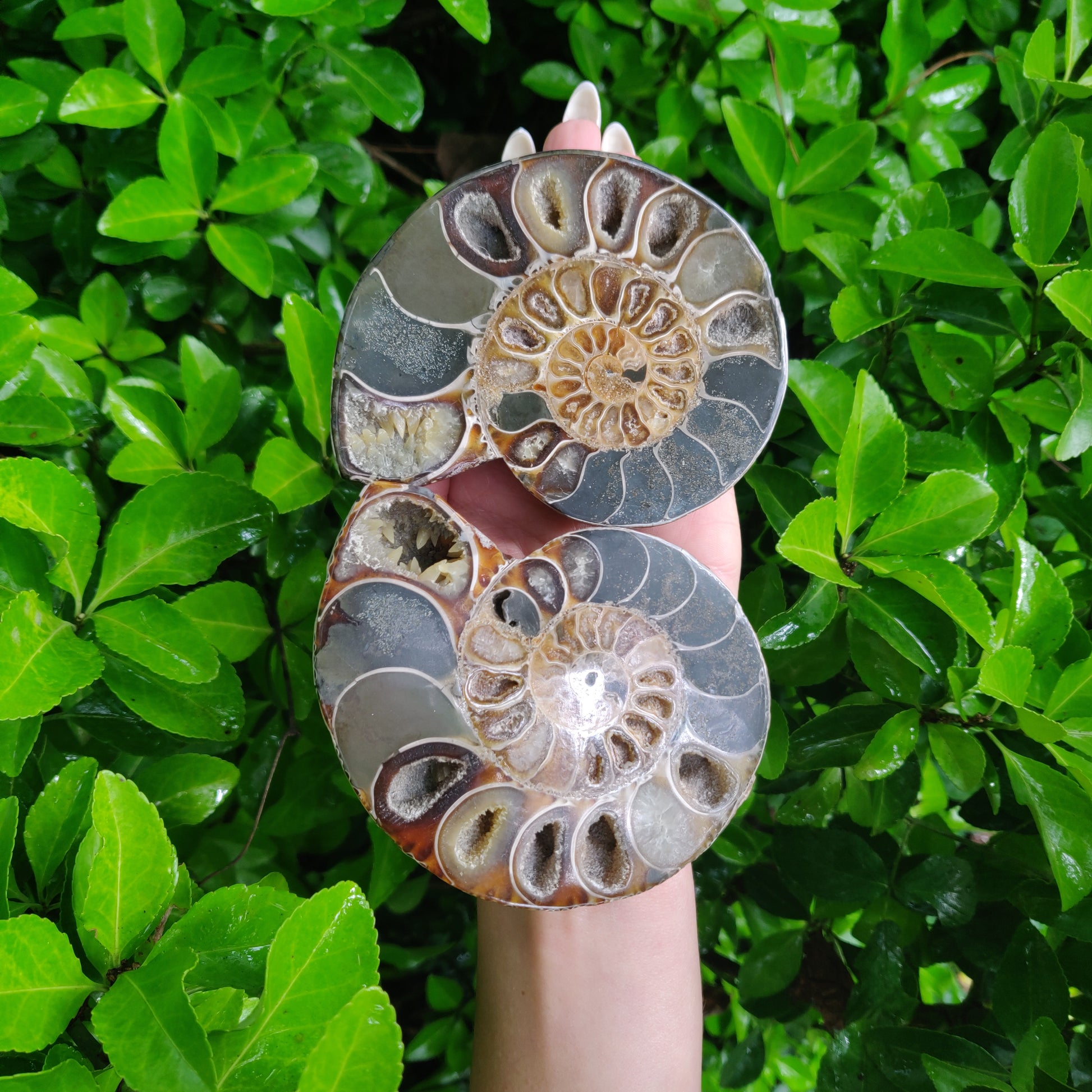 Ammonite Pair (#4) - Simply Affinity