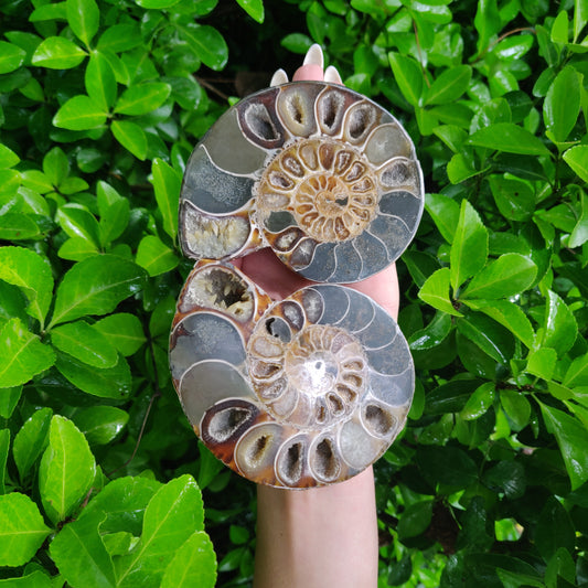 Ammonite Pair (#4) - Simply Affinity