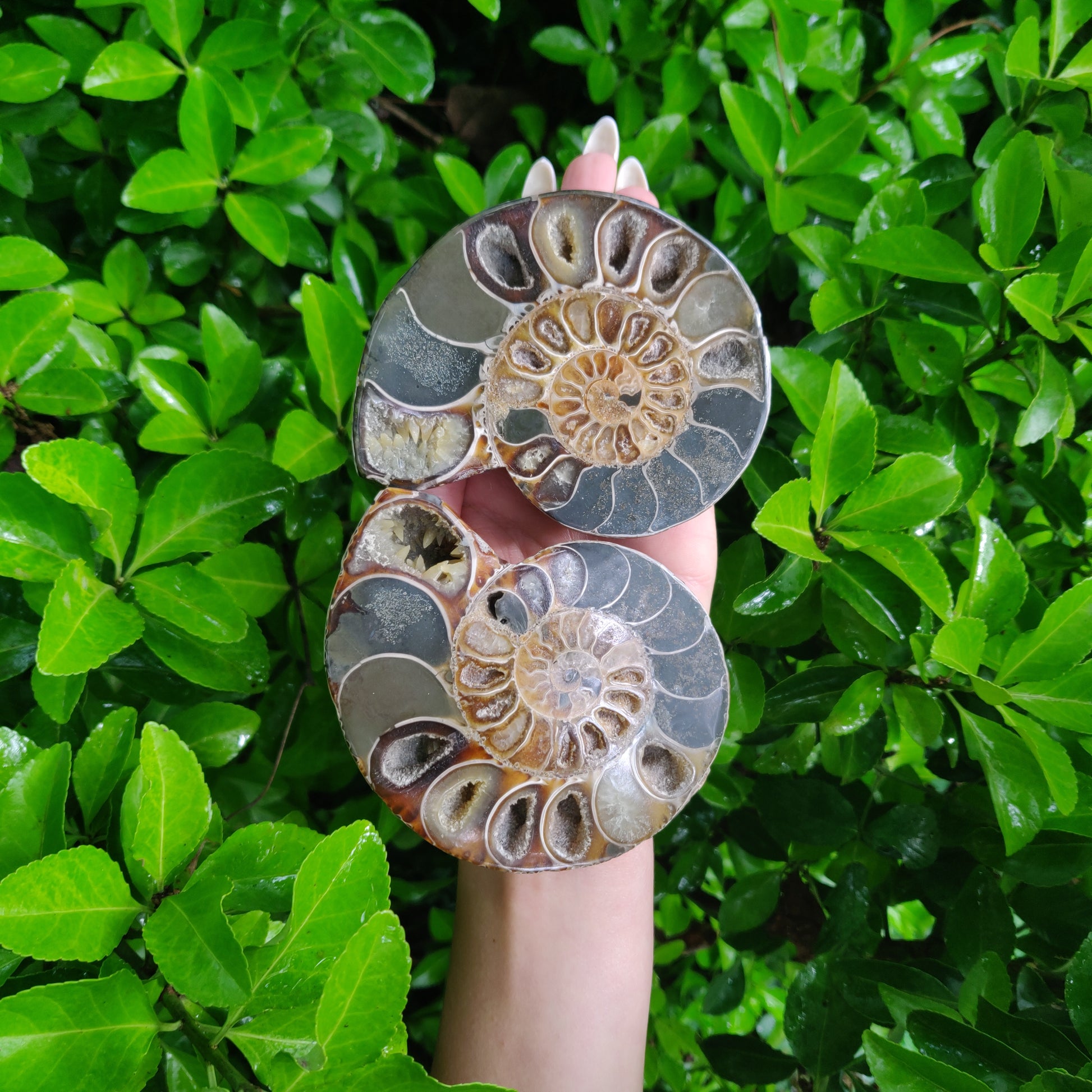Ammonite Pair (#4) - Simply Affinity