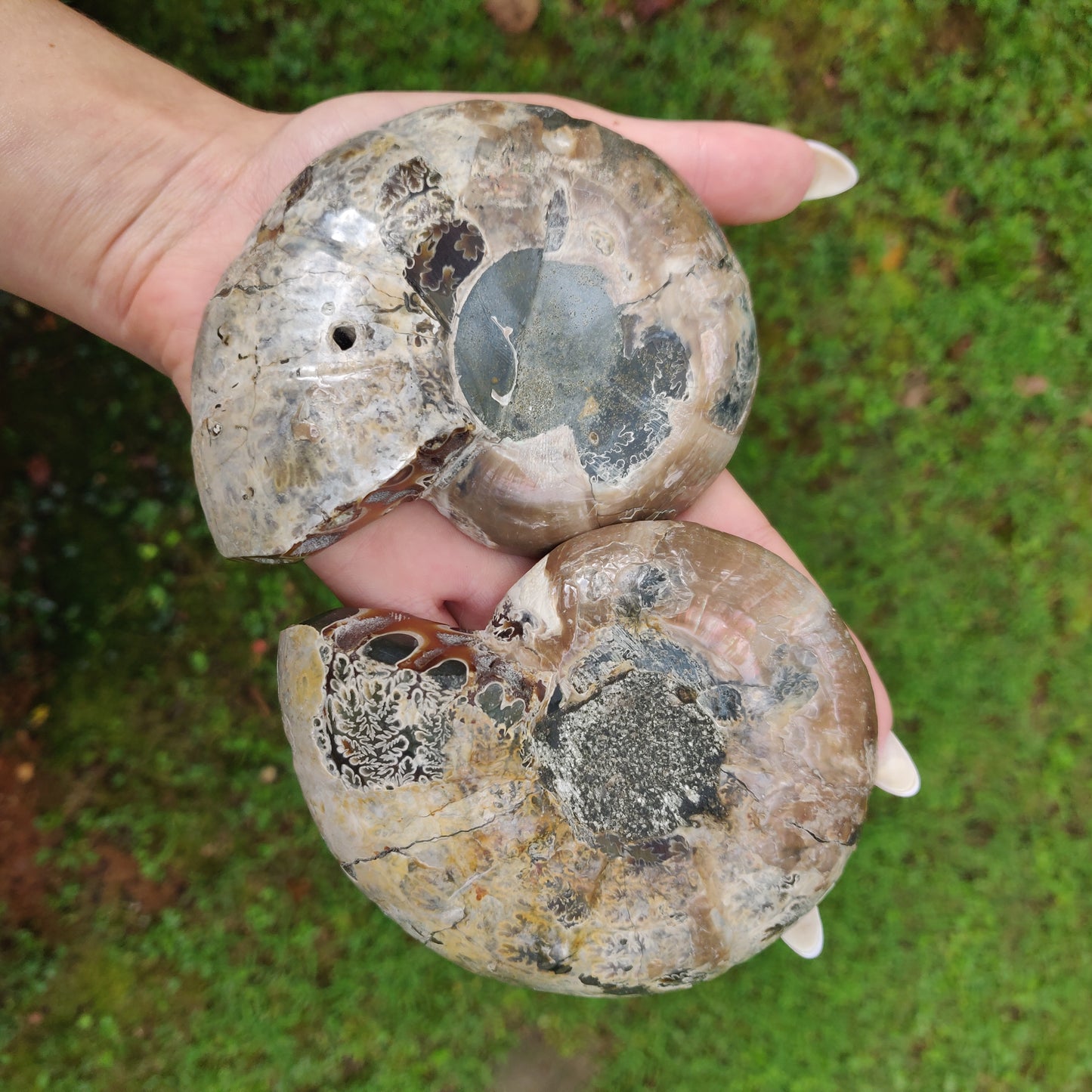 Ammonite Pair (#4) - Simply Affinity