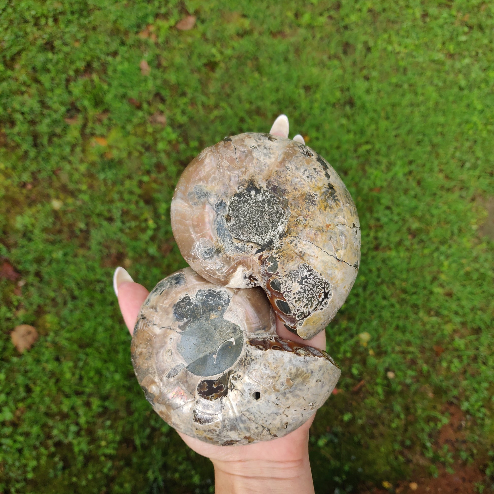 Ammonite Pair (#4) - Simply Affinity