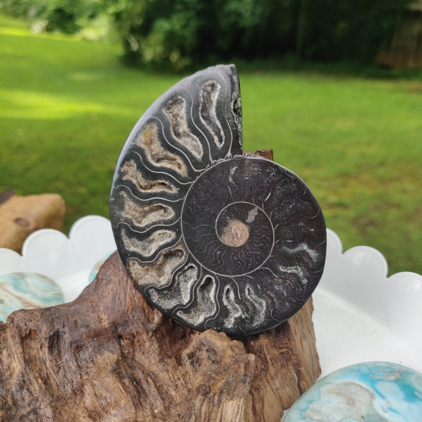 Black Ammonite Sliced Half (#1) - Simply Affinity