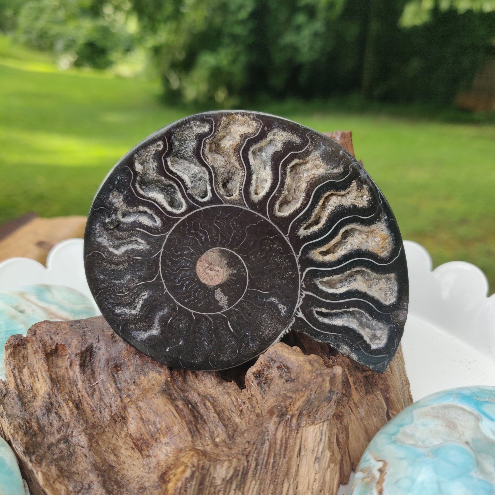 Black Ammonite Sliced Half (#1) - Simply Affinity