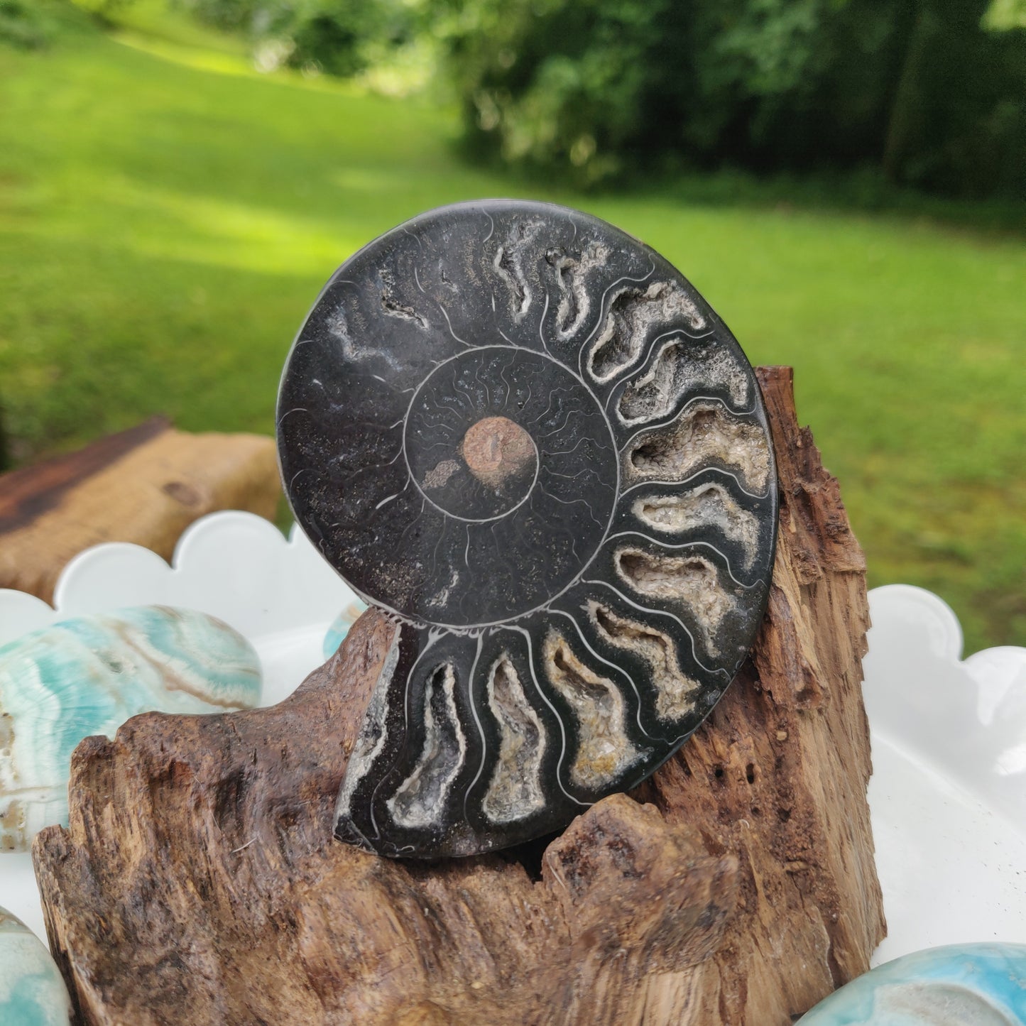 Black Ammonite Sliced Half (#1) - Simply Affinity