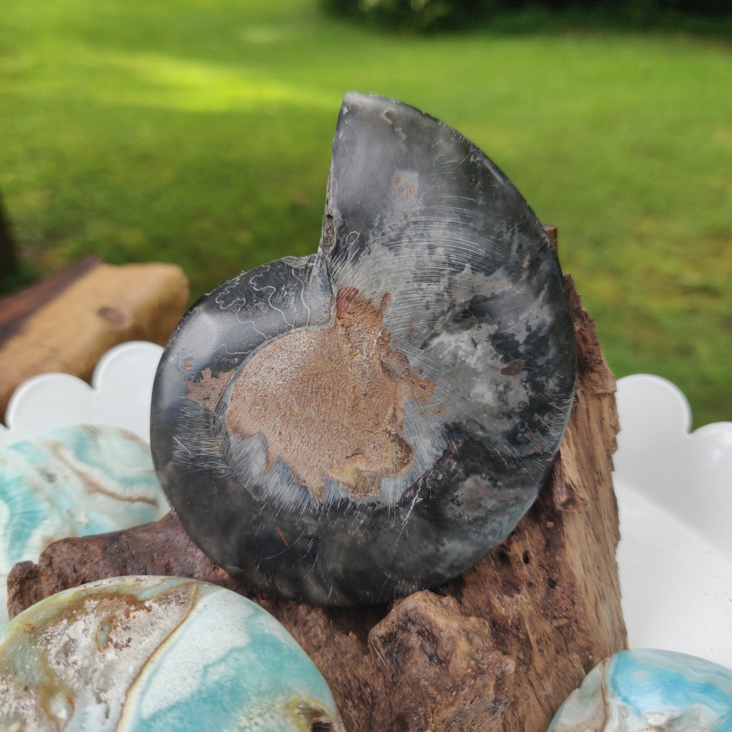 Black Ammonite Sliced Half (#1) - Simply Affinity