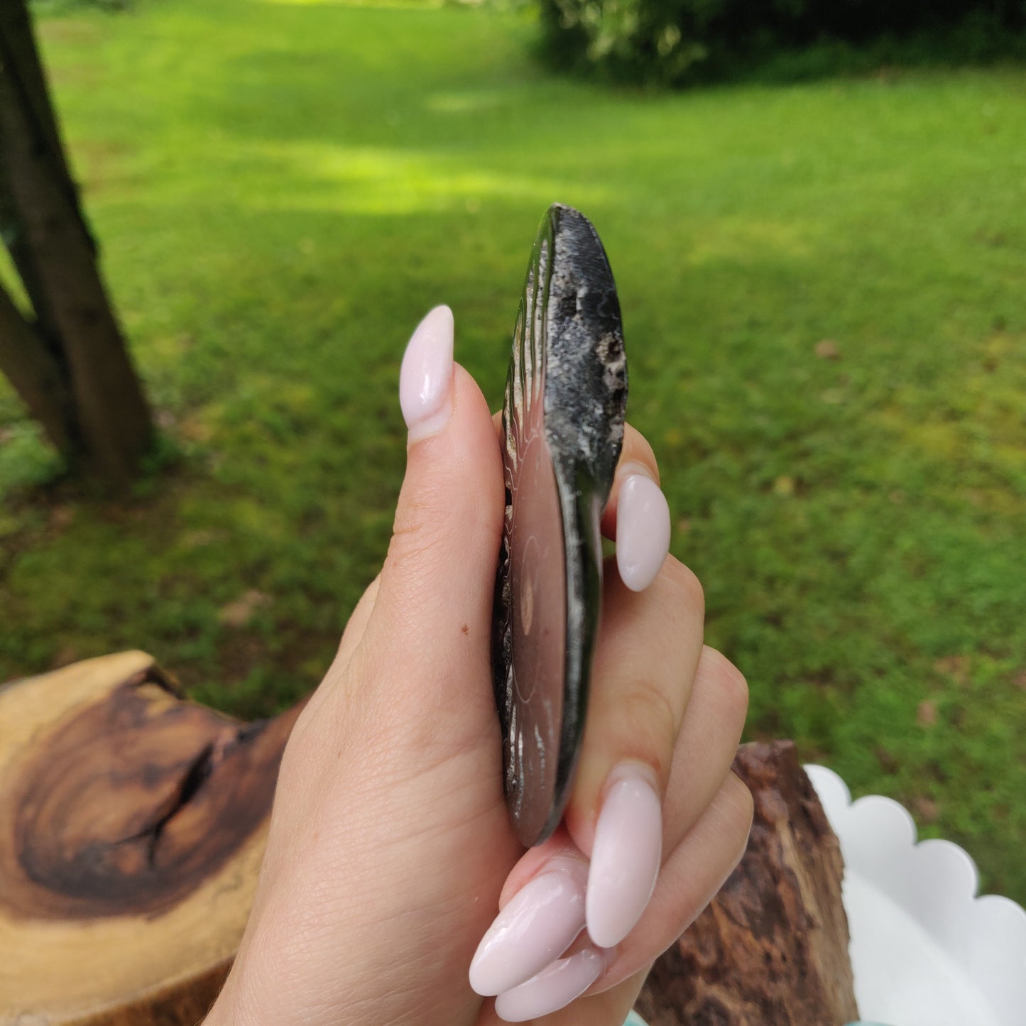 Black Ammonite Sliced Half (#1) - Simply Affinity