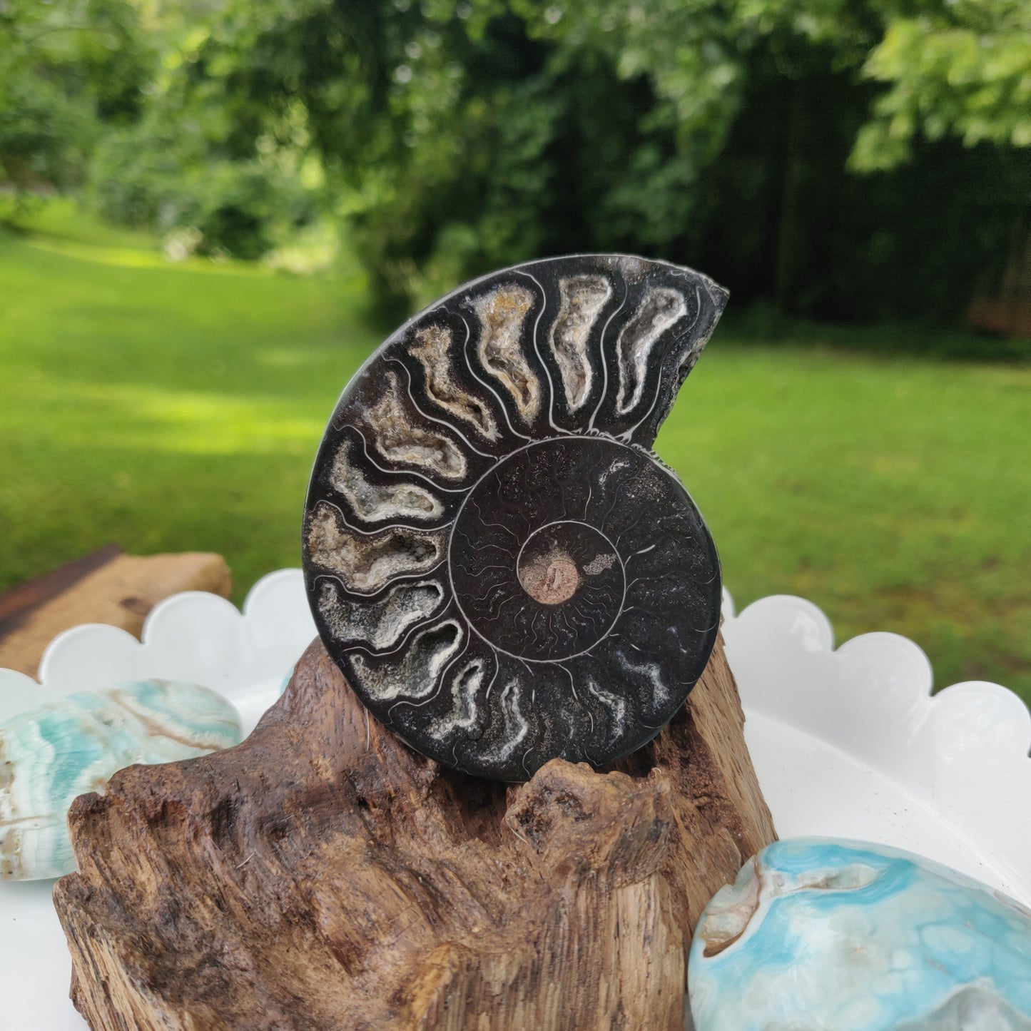 Black Ammonite Sliced Half (#1) - Simply Affinity