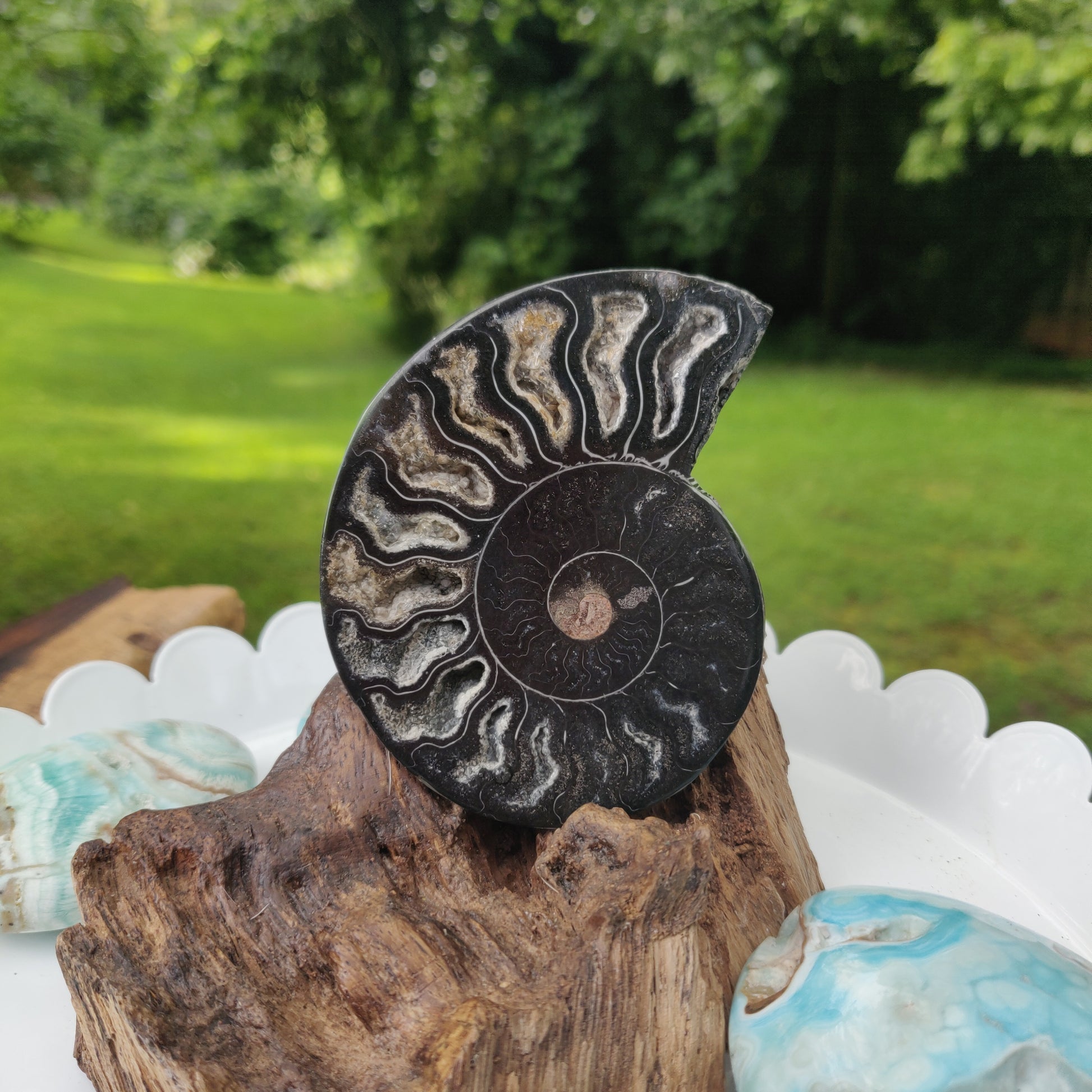Black Ammonite Sliced Half (#1) - Simply Affinity