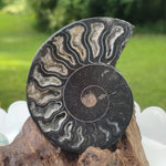 Black Ammonite Sliced Half (#1) - Simply Affinity