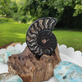 Black Ammonite Sliced Half (#1) - Simply Affinity