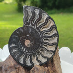 Black Ammonite Sliced Half (#2) - Simply Affinity