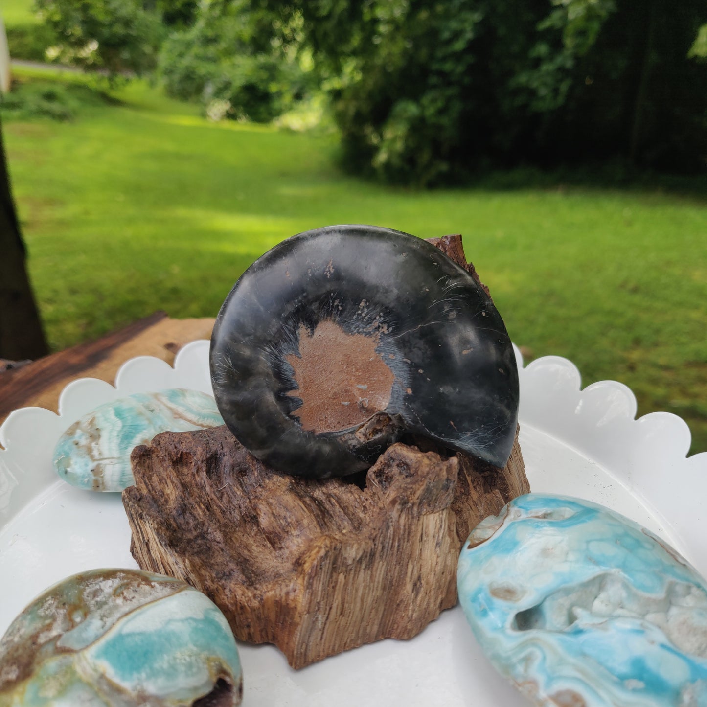 Black Ammonite Sliced Half (#2) - Simply Affinity
