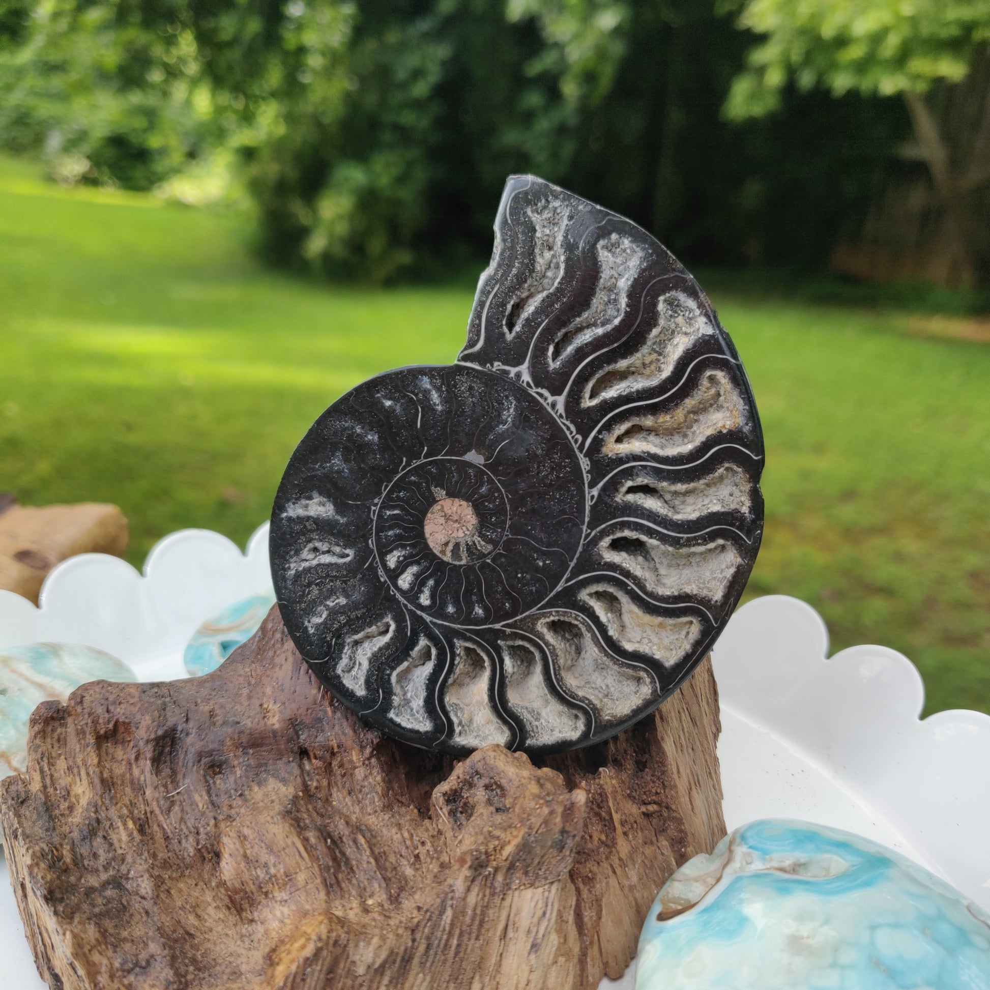 Black Ammonite Sliced Half (#2) - Simply Affinity
