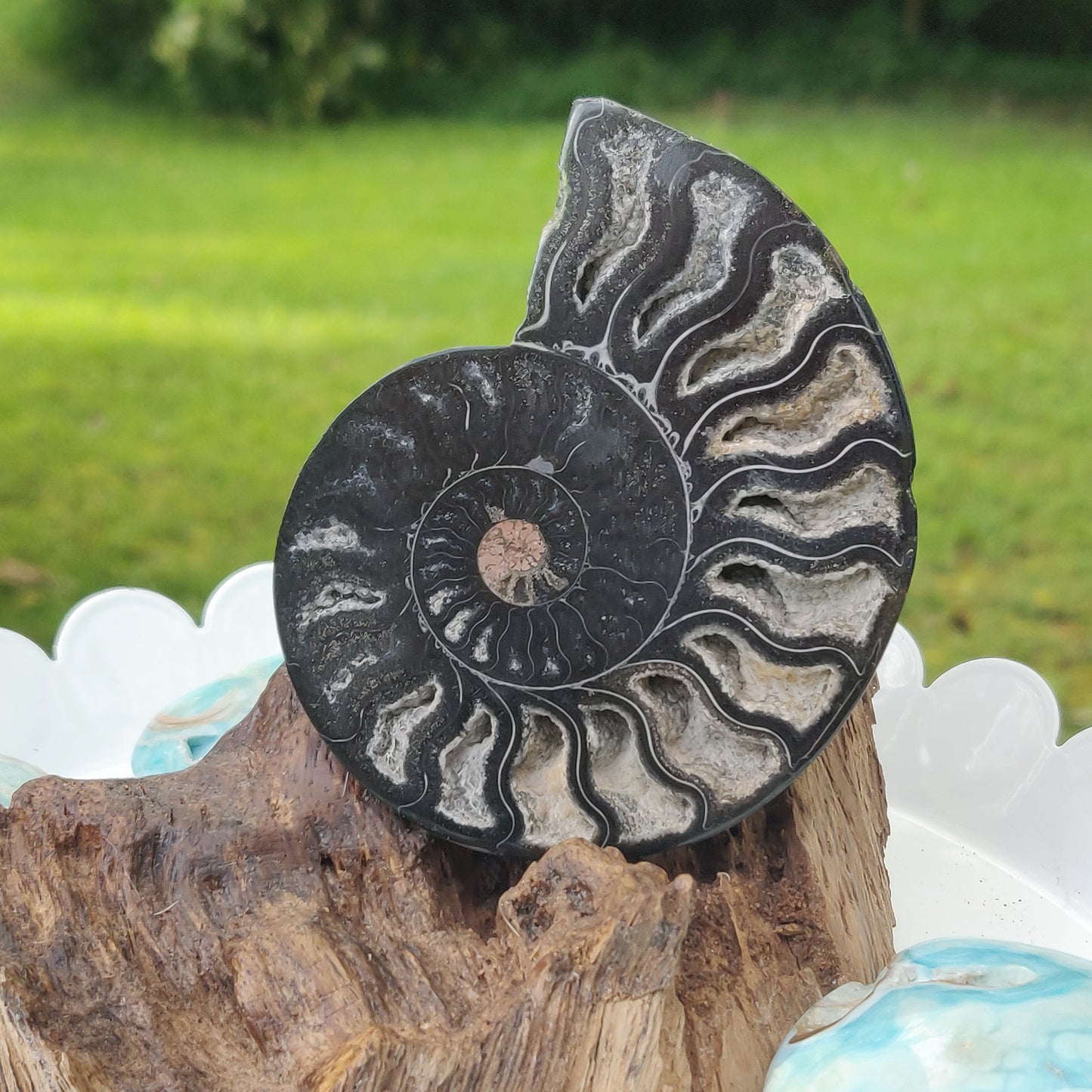 Black Ammonite Sliced Half (#2) - Simply Affinity