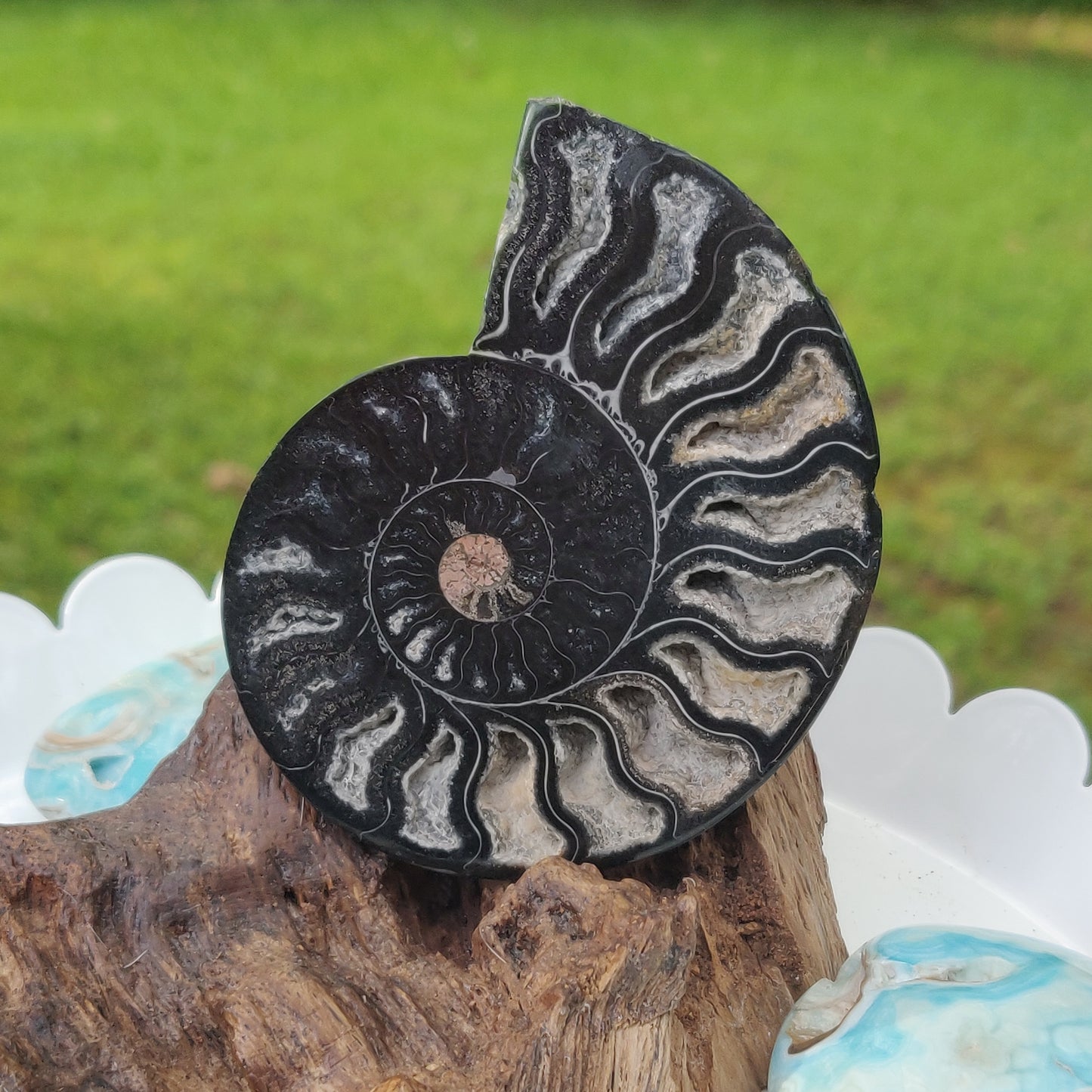 Black Ammonite Sliced Half (#2) - Simply Affinity