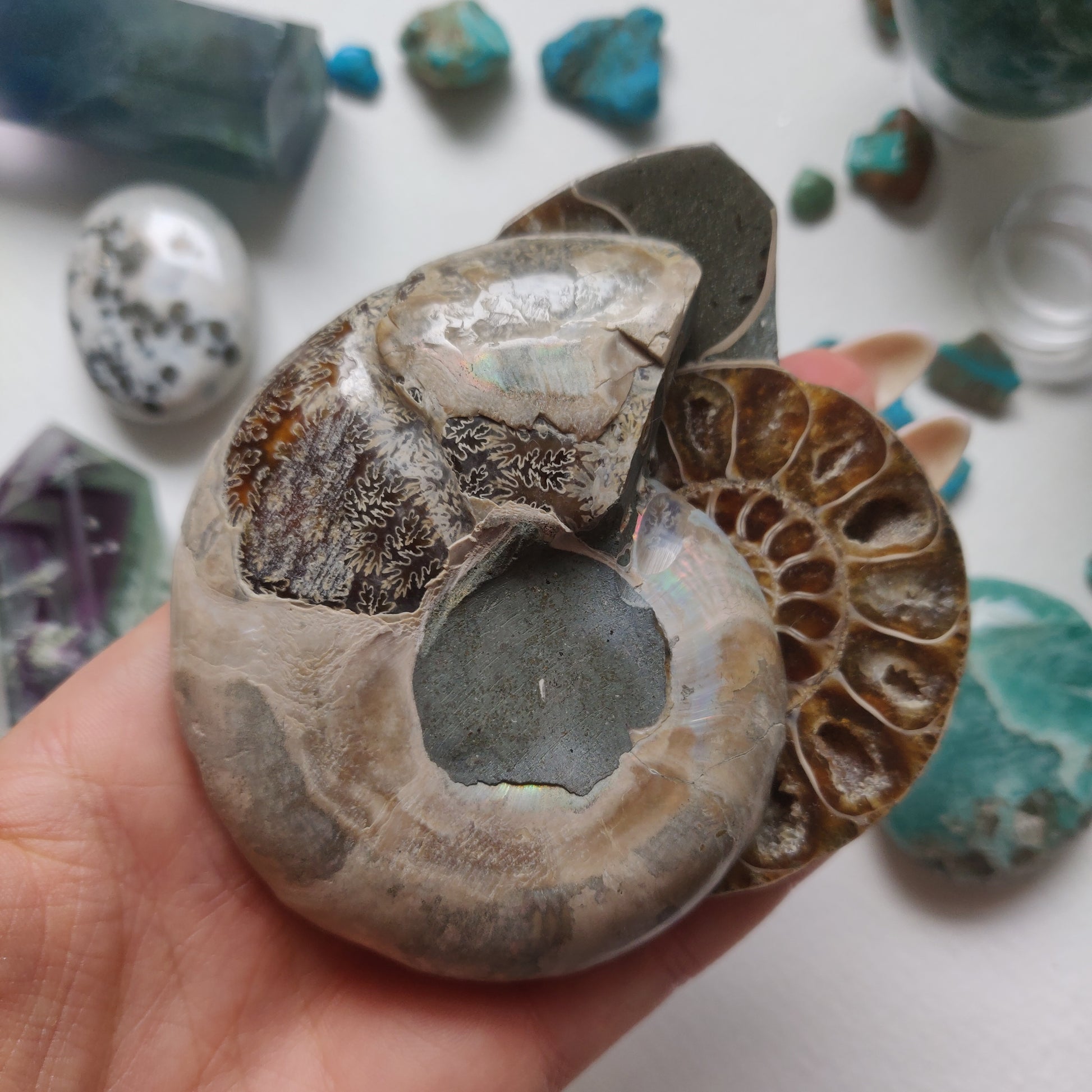 Ammonite Pair (#5) - Simply Affinity