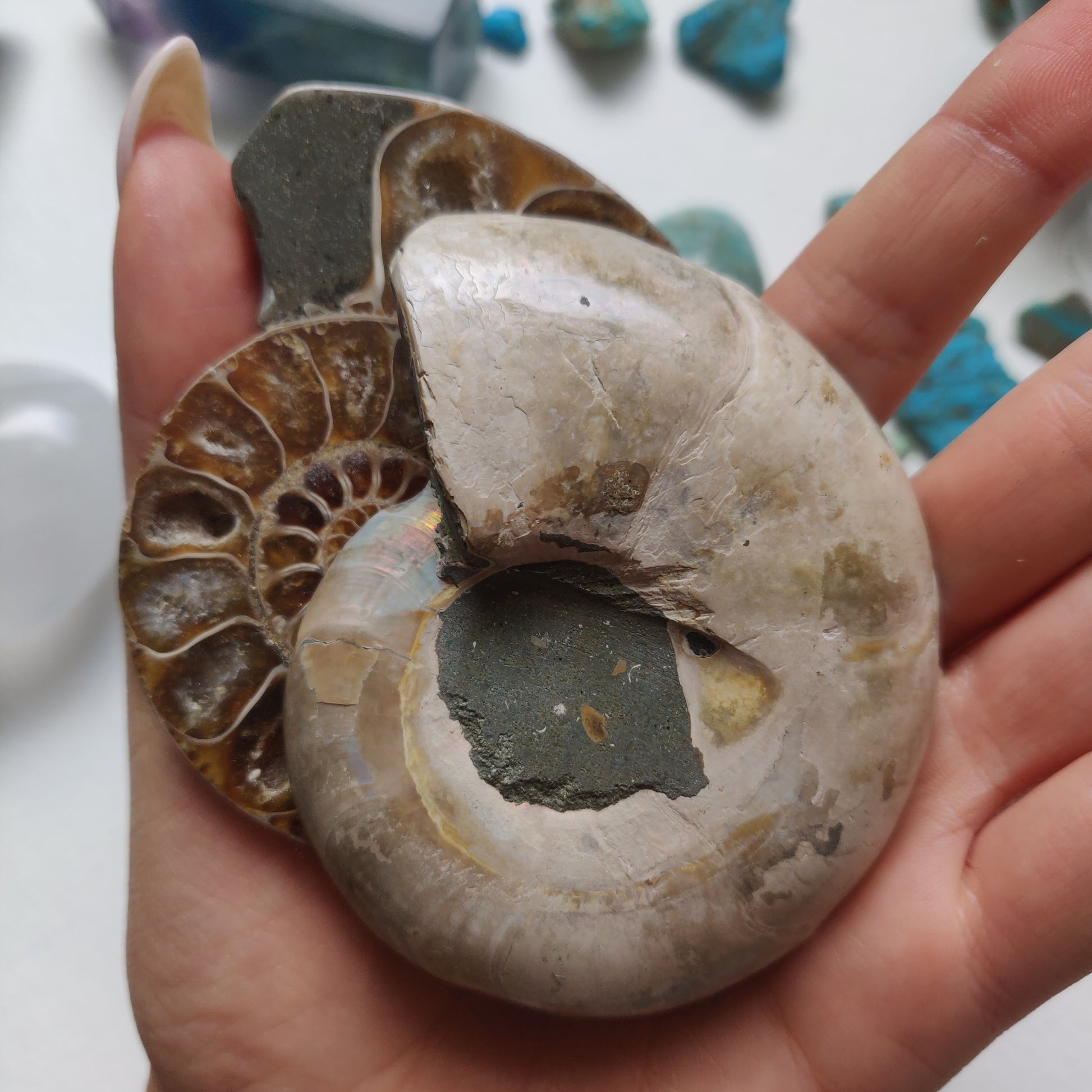 Ammonite Pair (#5) - Simply Affinity
