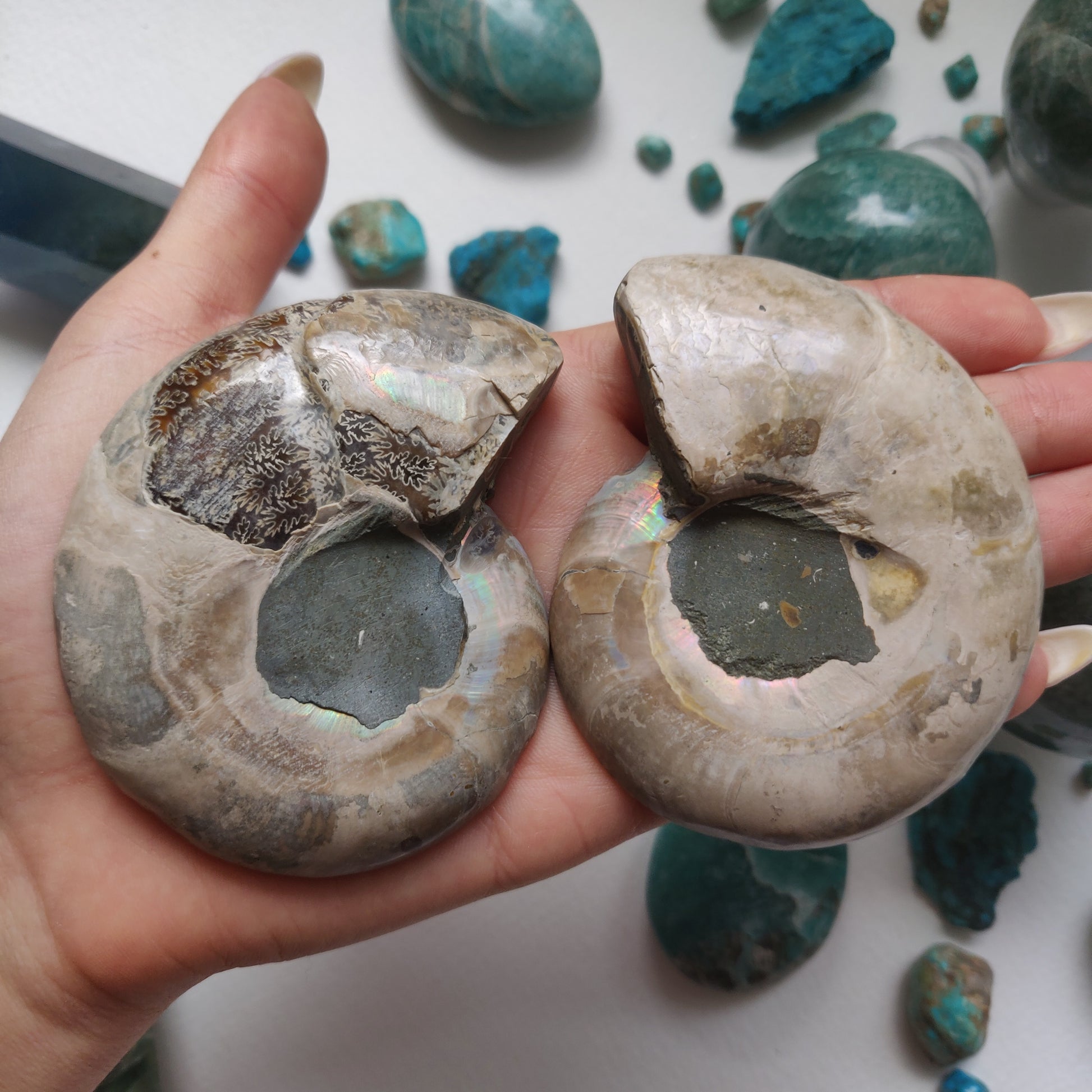 Ammonite Pair (#5) - Simply Affinity