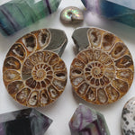 Ammonite Pair (#5) - Simply Affinity