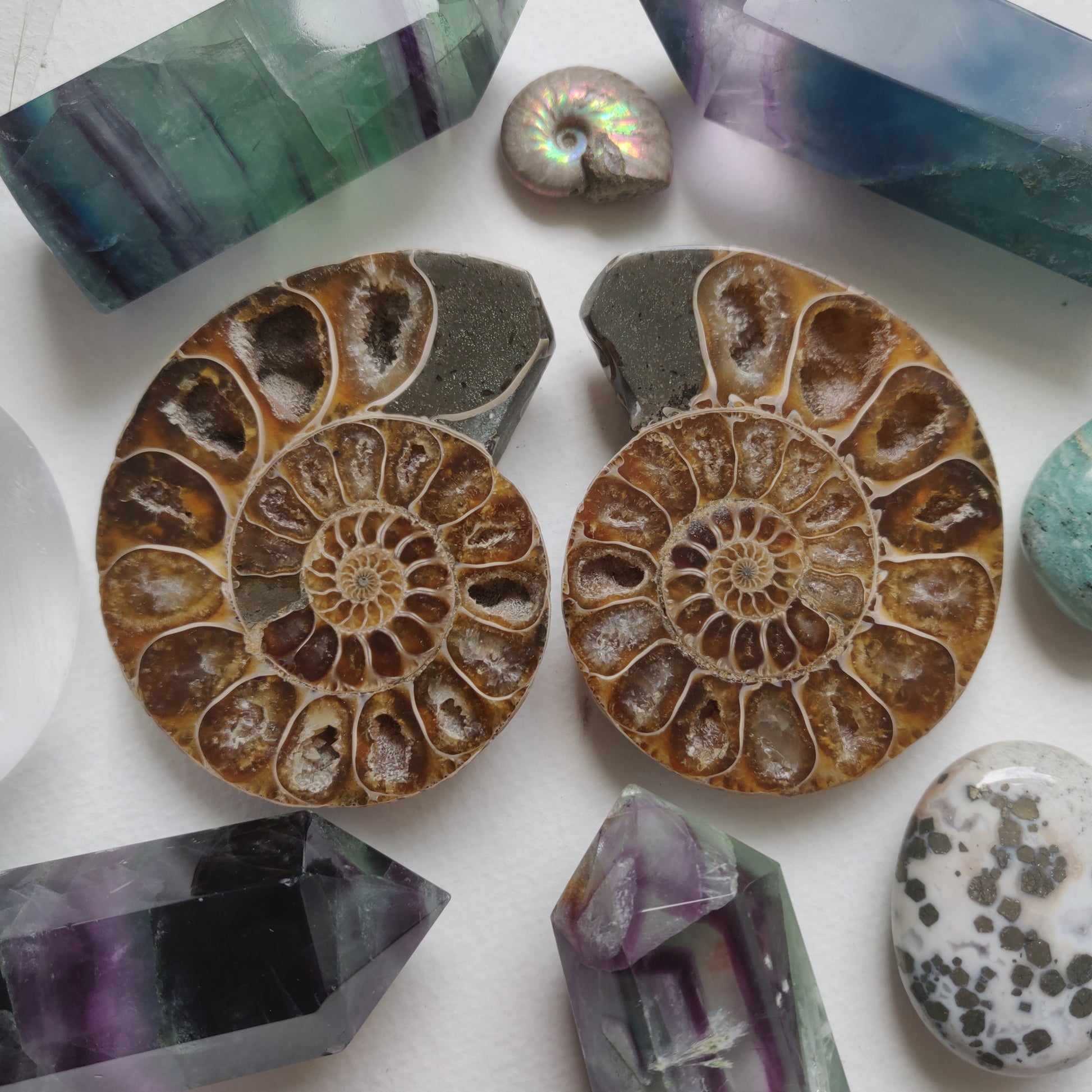Ammonite Pair (#5) - Simply Affinity