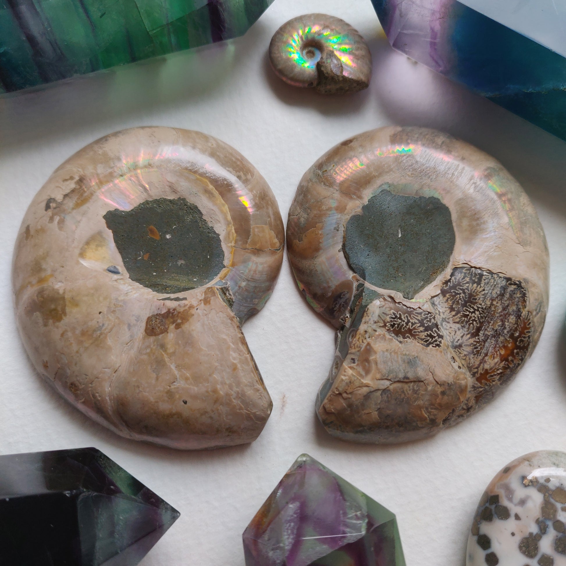 Ammonite Pair (#5) - Simply Affinity