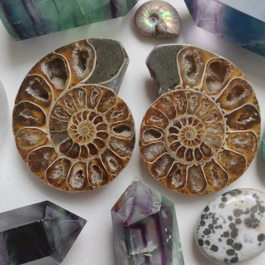 Ammonite Pair (#5) - Simply Affinity