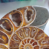 Ammonite Pair (#5) - Simply Affinity