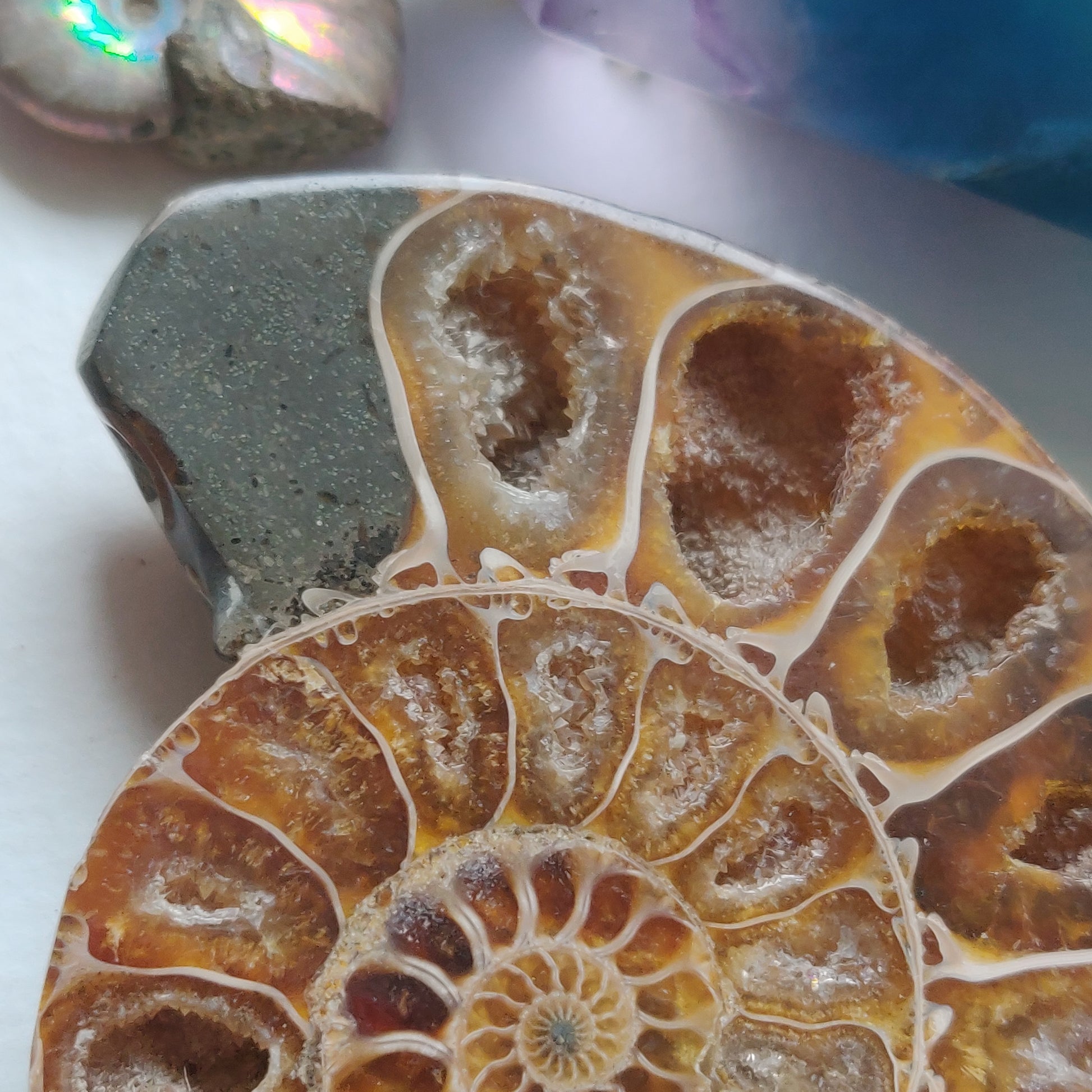 Ammonite Pair (#5) - Simply Affinity
