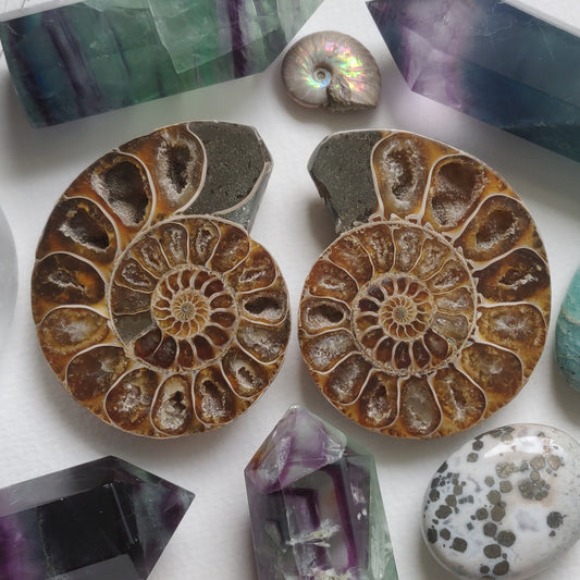 Ammonite Pair (#5) - Simply Affinity