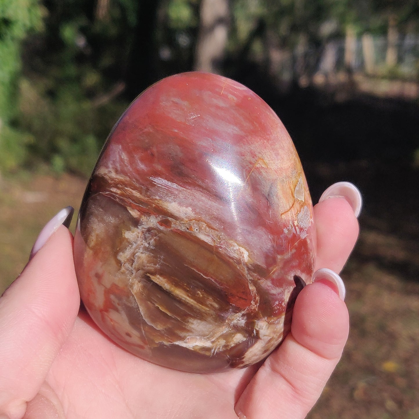 Large Petrified Wood Palm Stone (#12S) - Simply Affinity