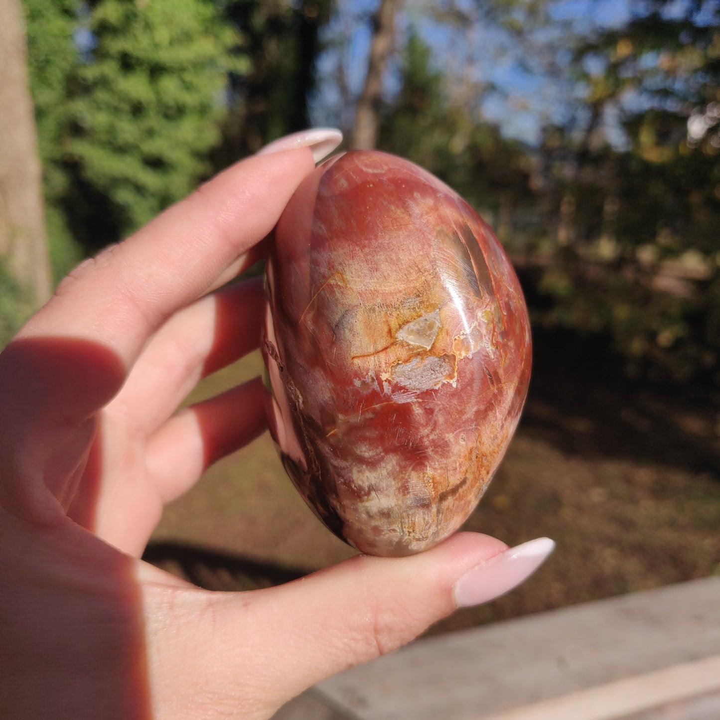 Large Petrified Wood Palm Stone (#12S) - Simply Affinity