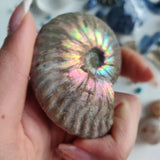 Ammonite, Opalized Ammonite (#2) - Simply Affinity