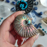 Ammonite, Opalized Ammonite (#2) - Simply Affinity