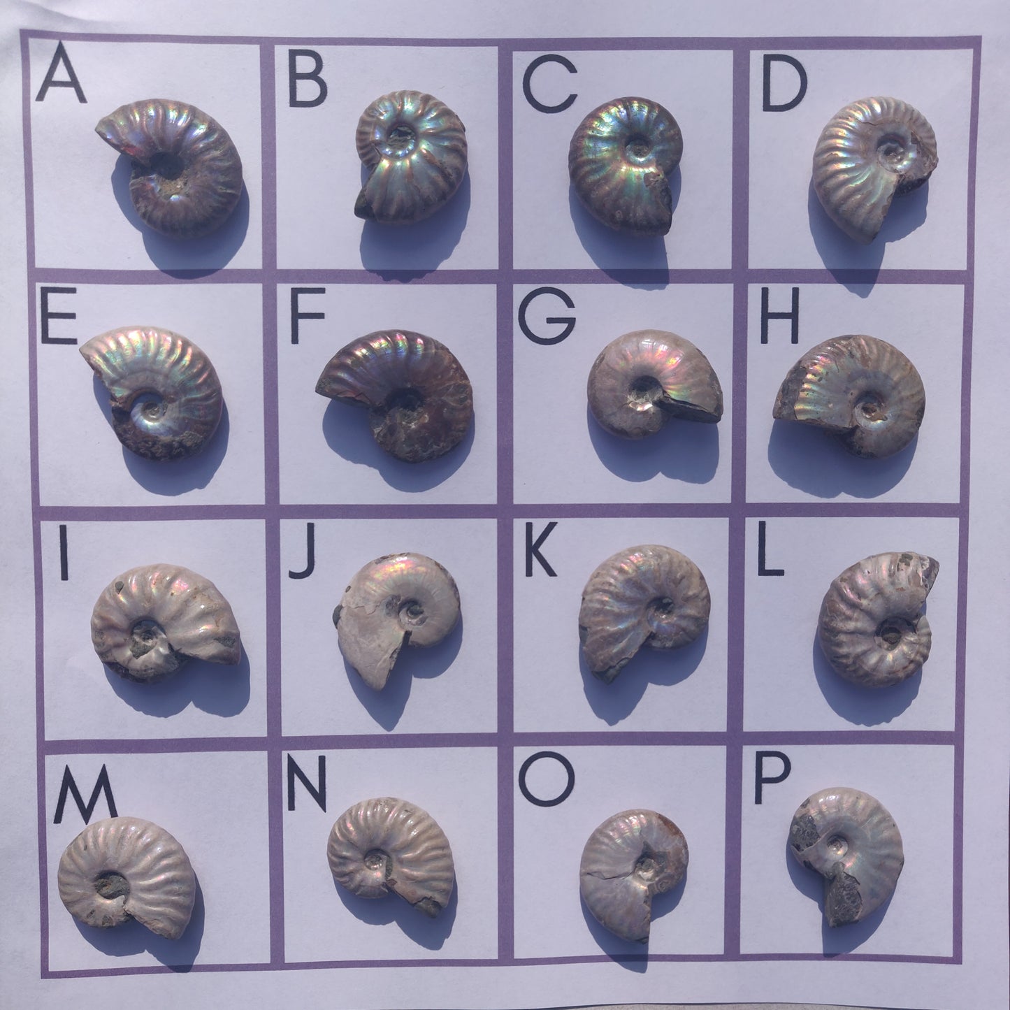 Mini Opalized Ammonites - Choose your Favorites - Simply Affinity