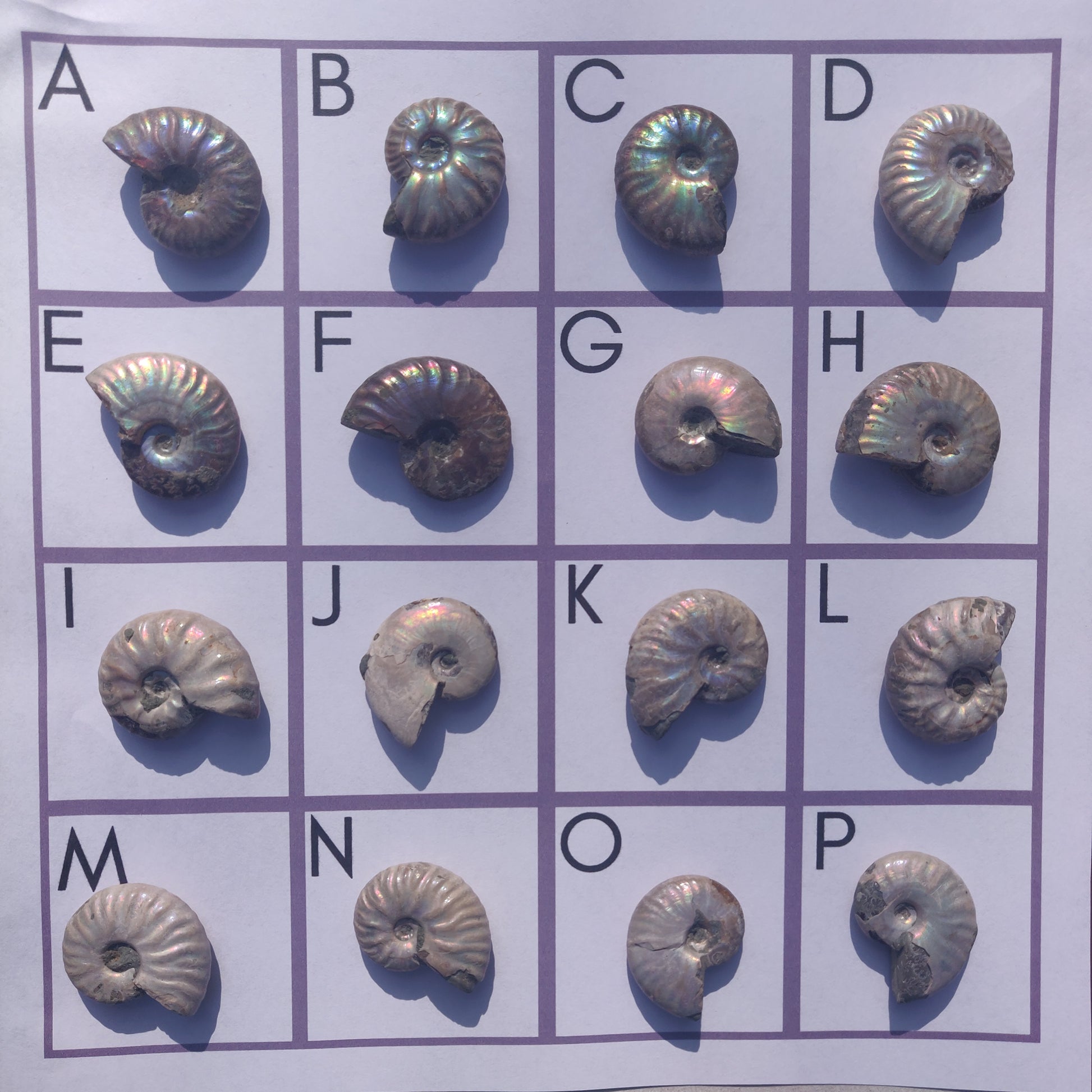 Mini Opalized Ammonites - Choose your Favorites - Simply Affinity