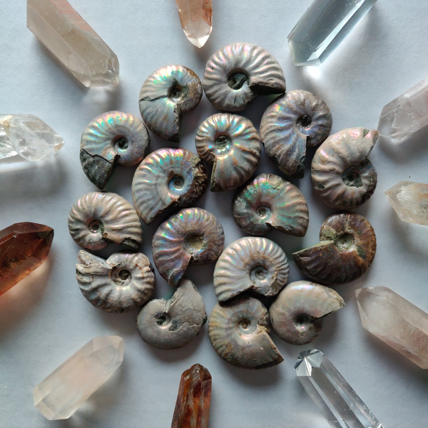 Mini Opalized Ammonites - Choose your Favorites - Simply Affinity