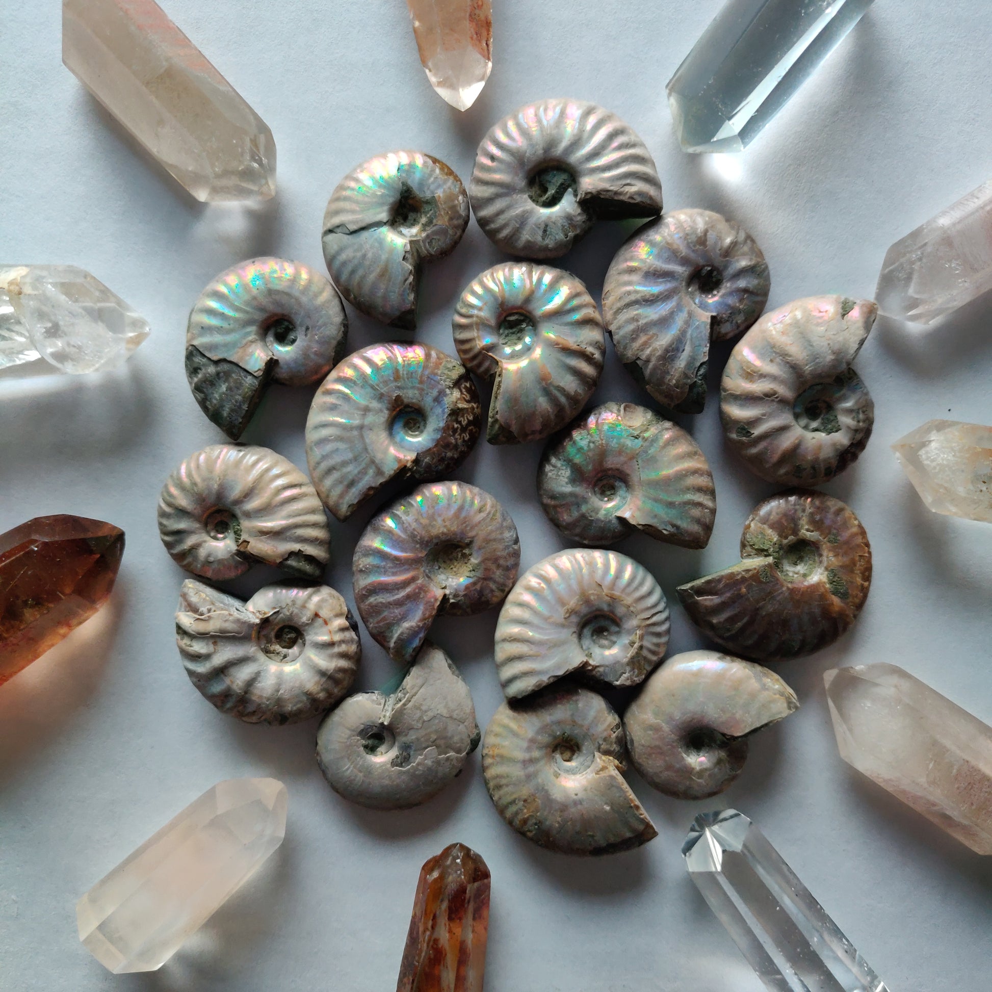 Mini Opalized Ammonites - Choose your Favorites - Simply Affinity