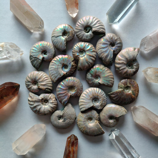 Mini Opalized Ammonites - Choose your Favorites - Simply Affinity