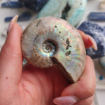 Ammonite, Opalized Ammonite (#1) - Simply Affinity