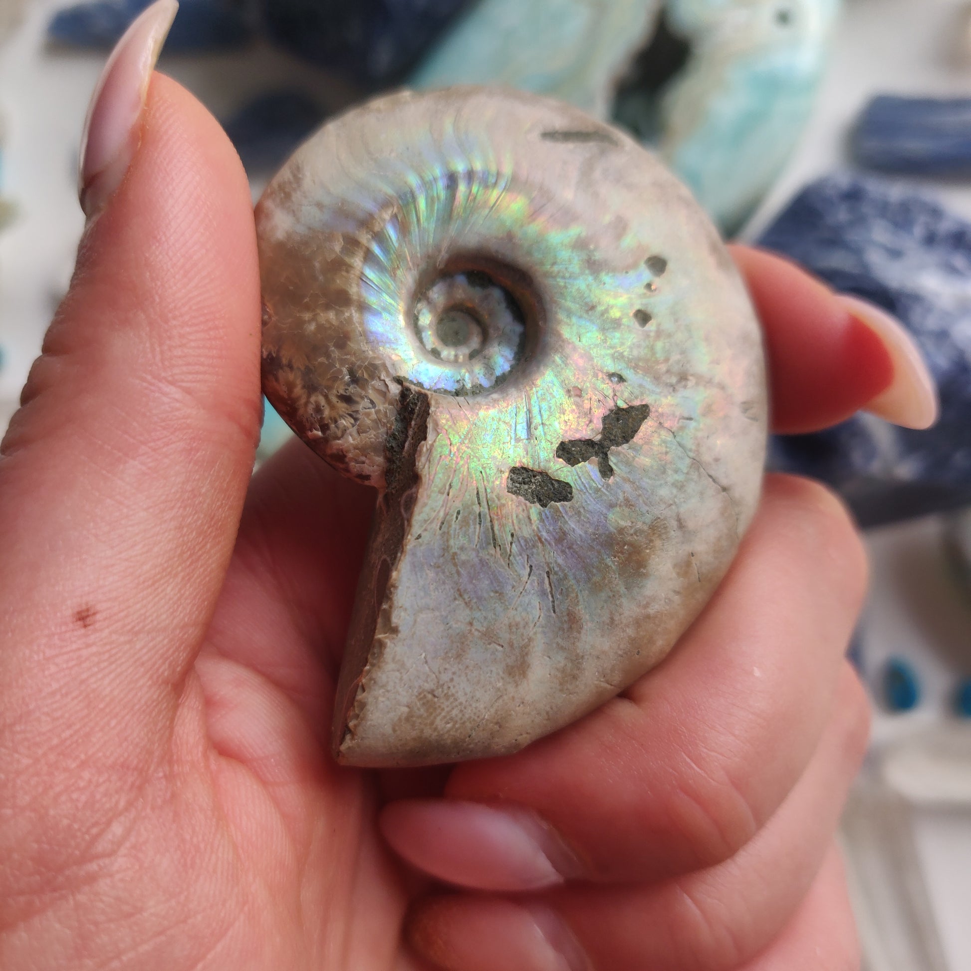 Ammonite, Opalized Ammonite (#1) - Simply Affinity