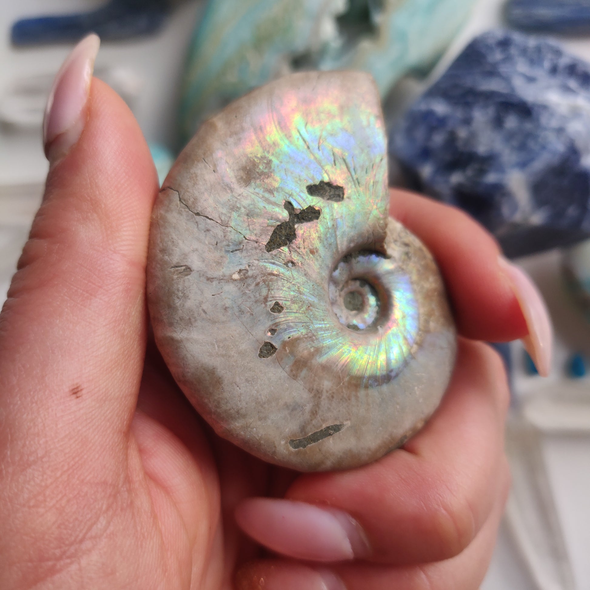 Ammonite, Opalized Ammonite (#1) - Simply Affinity