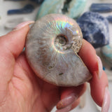 Ammonite, Opalized Ammonite (#1) - Simply Affinity
