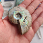 Ammonite, Opalized Ammonite (#1) - Simply Affinity